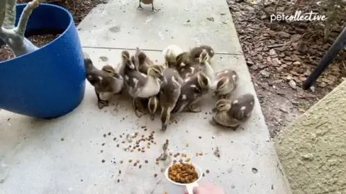 feeding-the-pet-collective